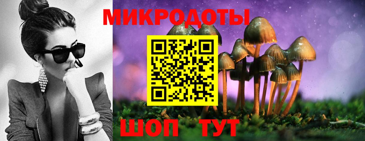 Псилоцибиновые грибы Psilocybe Черняховск